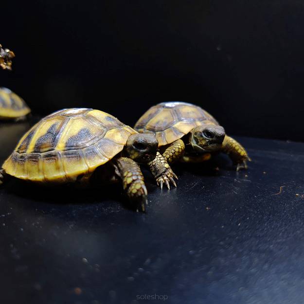 Żółw Grecki - Testudo hermanni