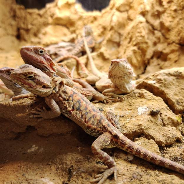 Agama Brodata