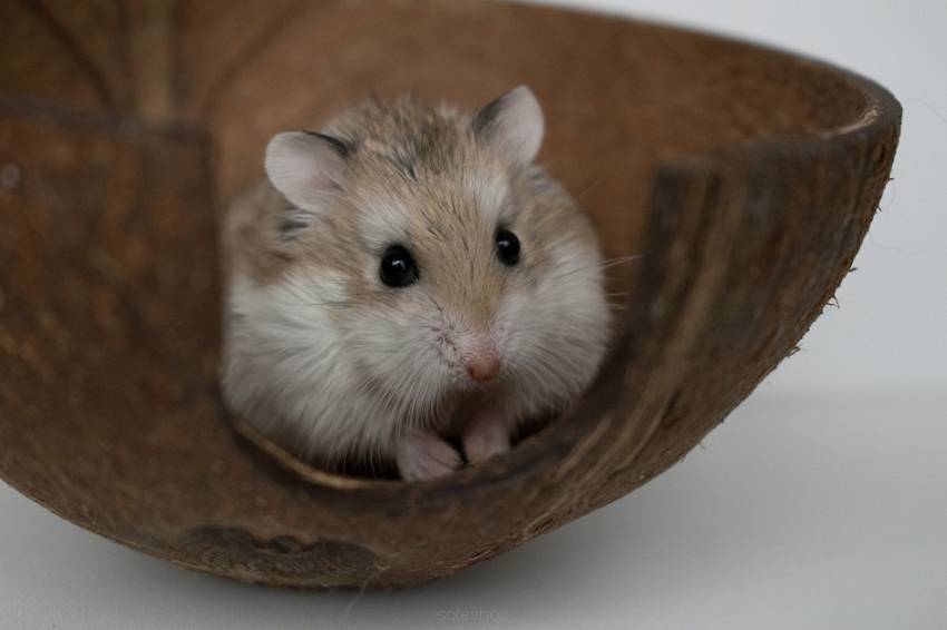  CHOMIK ROBOROWSKIEGO