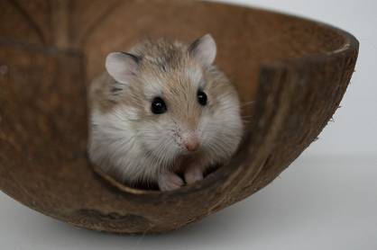  CHOMIK ROBOROWSKIEGO