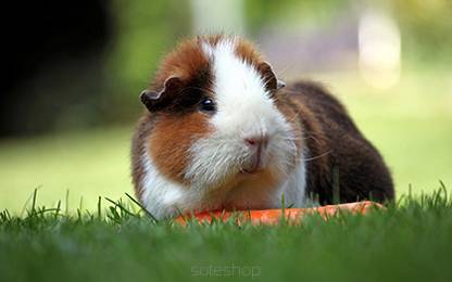 CAVIA DOMOWA
