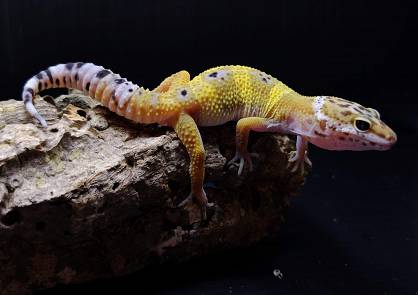 Gekon Lamparci