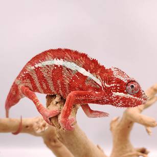 Kameleon Lamparci 